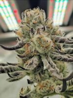 Aloha Breath - Johnny McPot Cut (AVAILABLE SOON!)