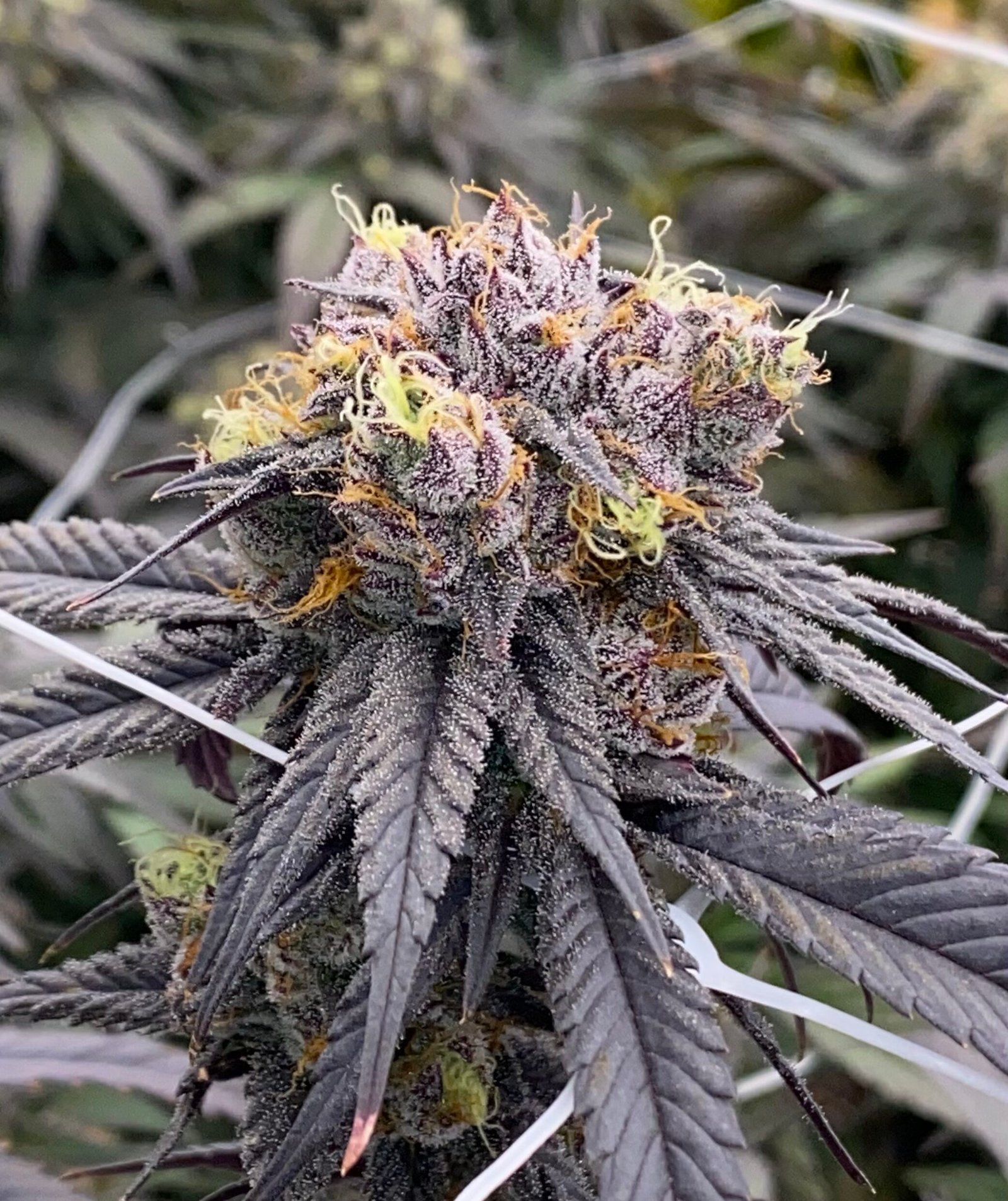SC8 Sour Cherries #8 (cut) - Image 1