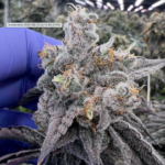 Super Silver Haze #27 (cut)