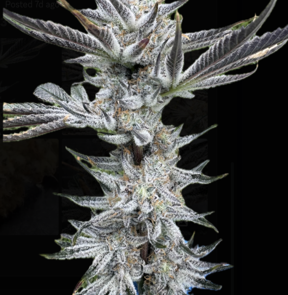 screen shot 2025 07 22 at 2.15.34 pm